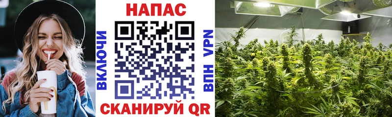 наркошоп  Выборг  Канабис план 